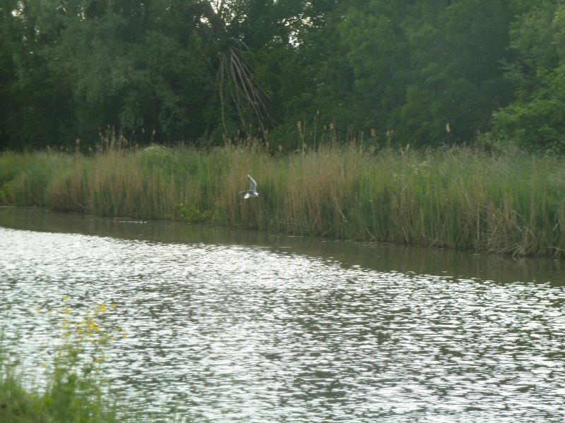 MOUETTE RIEUSE. GIOIA BORNE